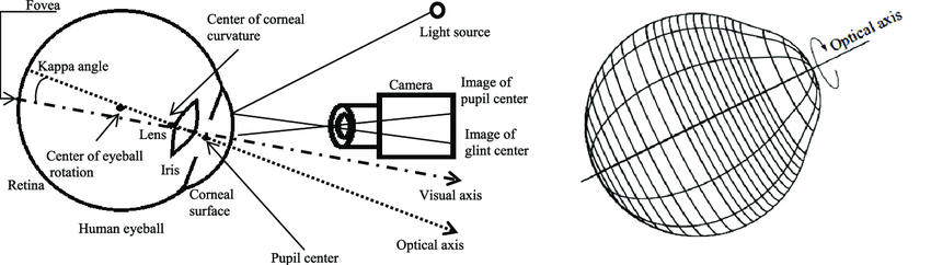 3D model of the human eye